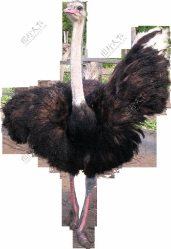 黑色羽毛的鸵鸟免抠png透明图层素材