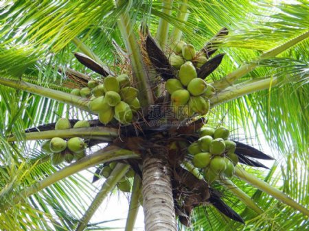 棕榈树上的果实