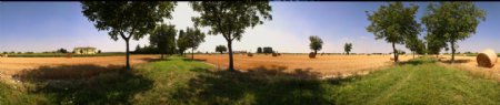 黄色田野边的草地绿树图片