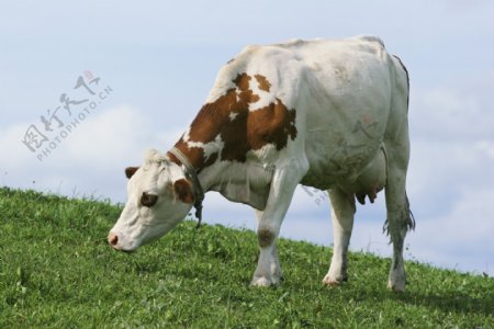 草地上的奶牛摄影图片