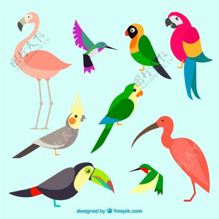 9款彩色鸟类设计矢量素材