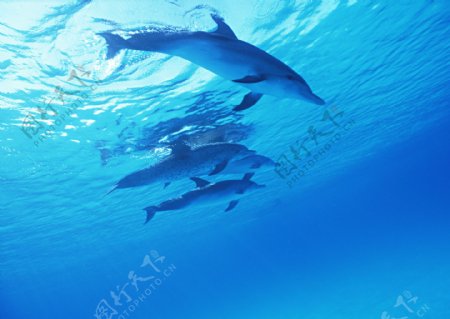 海中一群海豚图片