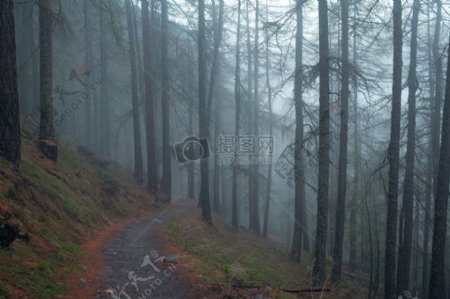 自然森林徒步旅行路径陡峭的斜坡步道路径