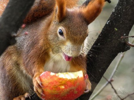 吃苹果的松鼠