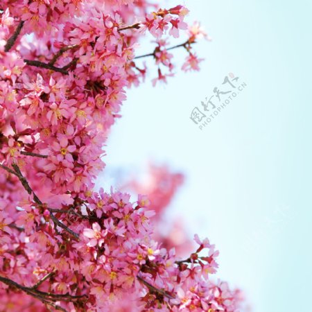 蓝天下盛开的桃花图片