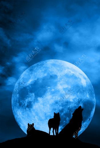 月亮底下的狼图片