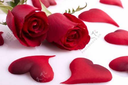 玫瑰花与心型花瓣图片