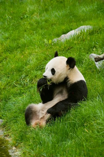 正在吃草的国宝熊猫图片