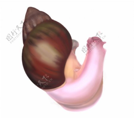 手绘粉色蜗牛