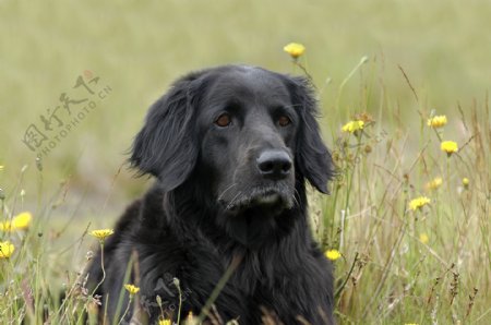 花丛中的黑色宠物狗图片