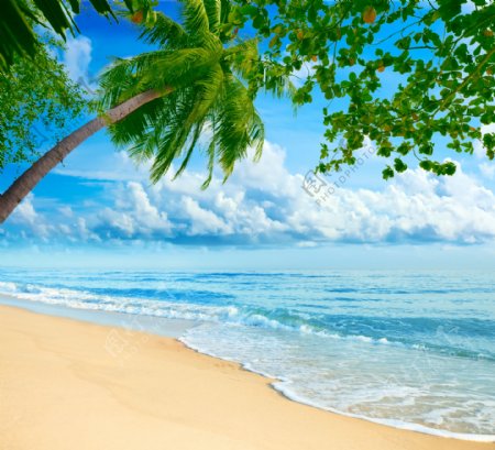 椰树海滩风景图片