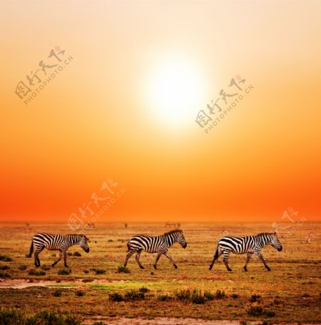 夕阳下行走的三只斑马图片