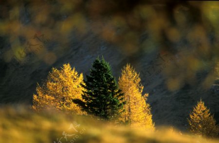 秋天树木风景图片