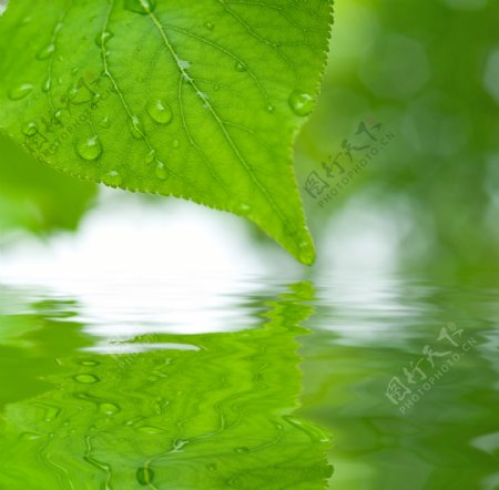 绿叶露珠与水面背景图片