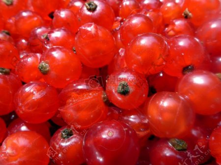 红色透明的水果