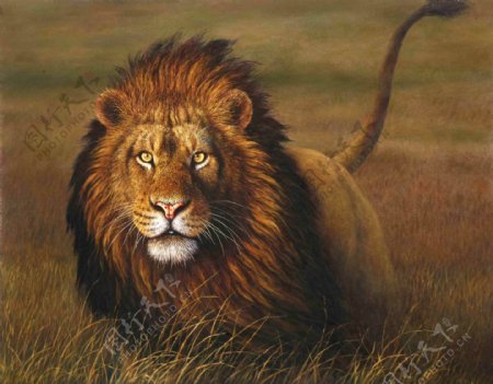 草原上的狮子油画图片