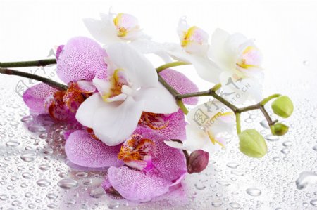 美丽兰花与水珠图片