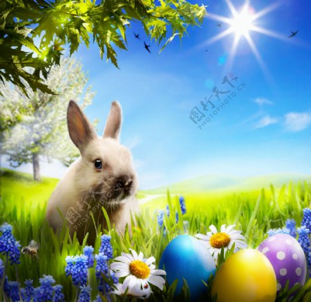 草地上的兔子和彩蛋图片