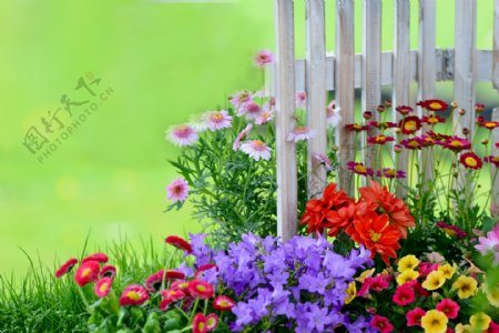 围栏与花朵图片