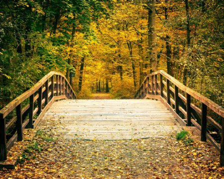 秋天树林木桥风景图片