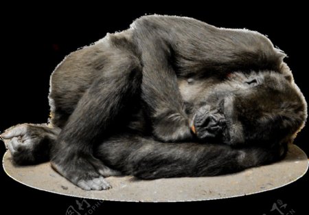 侧躺睡觉的猩猩免抠png透明图层素材