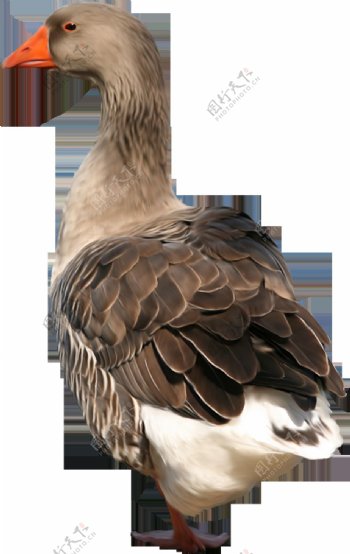 褐色羽毛的鹅图片免抠png透明图层素材