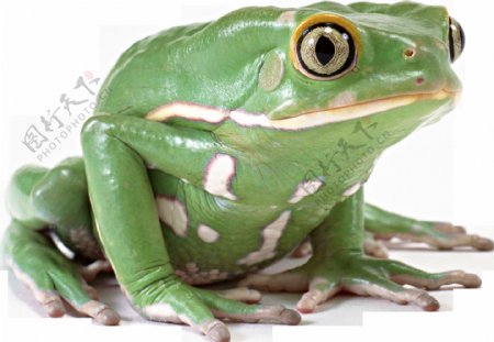 绿颜色青蛙免抠png透明图层素材