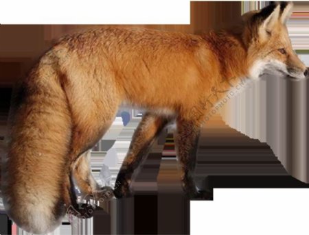 夹着尾巴的狐狸免抠png透明图层素材