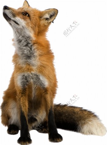 抬头坐立的狐狸免抠png透明图层素材