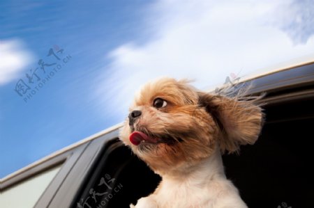 车里的小狗图片