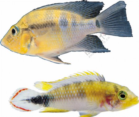 两条彩色斑纹的鱼免抠png透明图层素材