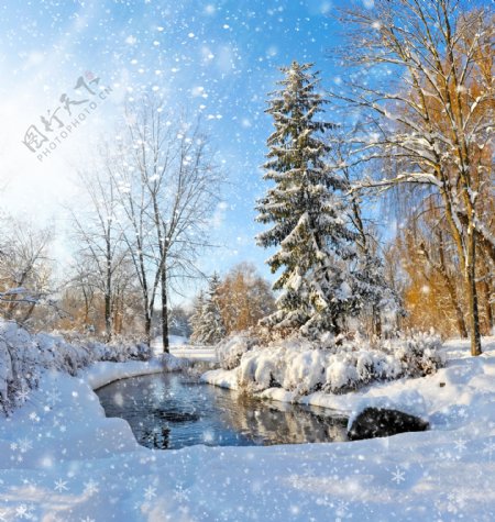 雪地溪流和树木图片