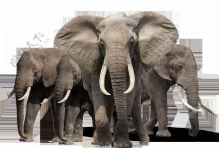 三只大象图片免抠png透明图层素材