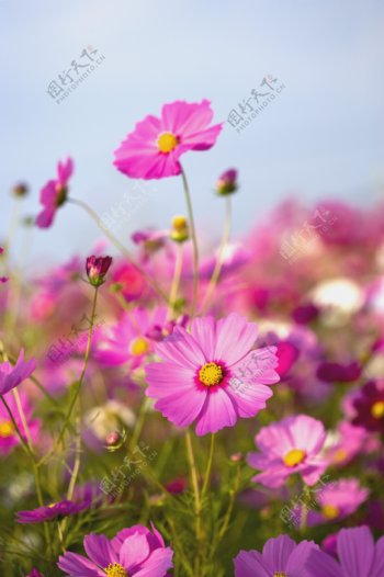 紫红色小雏菊花图片图片