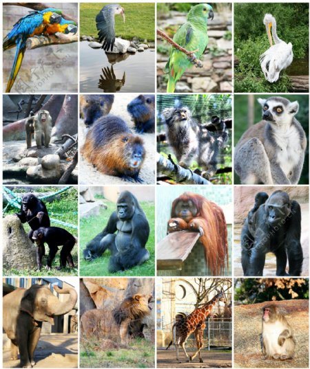 动物园里的动物图片