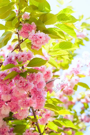 树枝上的粉色鲜花图片