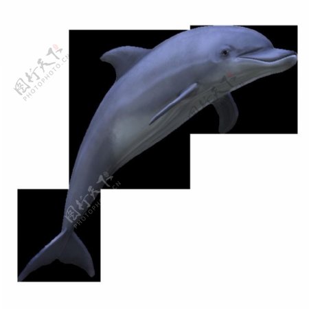 一只可爱的海豚图片免抠png透明图层素材