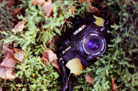 草丛里的相机