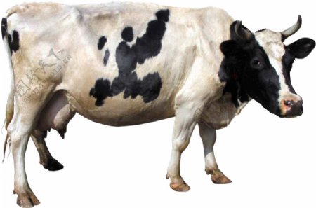黑白颜色奶牛图片免抠png透明图层素材