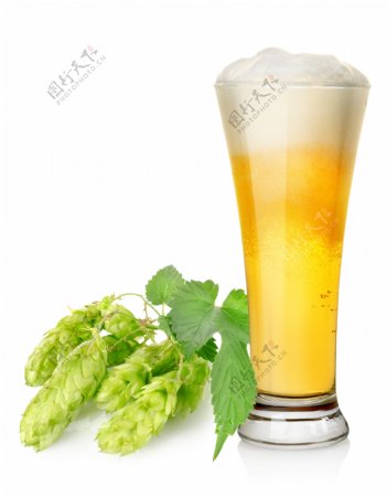 啤酒花和一杯啤酒图片