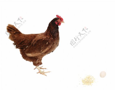 褐色羽毛母鸡图片免抠png透明图层素材