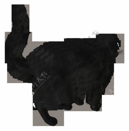 黑色猫剪影免抠png透明图层素材