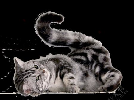 躺地上玩耍的猫图片免抠png透明图层素材