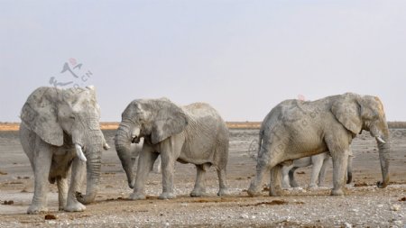 一群的大象