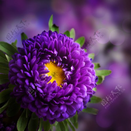 美丽紫色鲜花图片