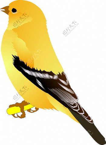 手绘黄色小鸟图片免抠png透明图层素材