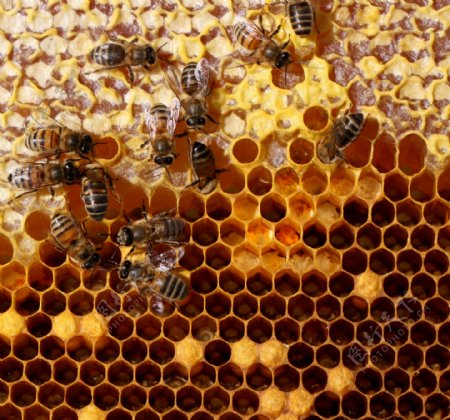 忙着采蜜的蜜蜂图片