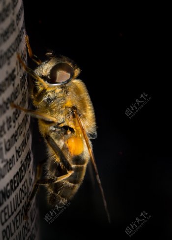 蜂蜜摄影图