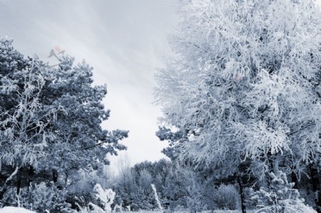 树木雪花美景图片