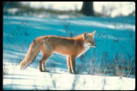 雪地上的狐狸摄影图片